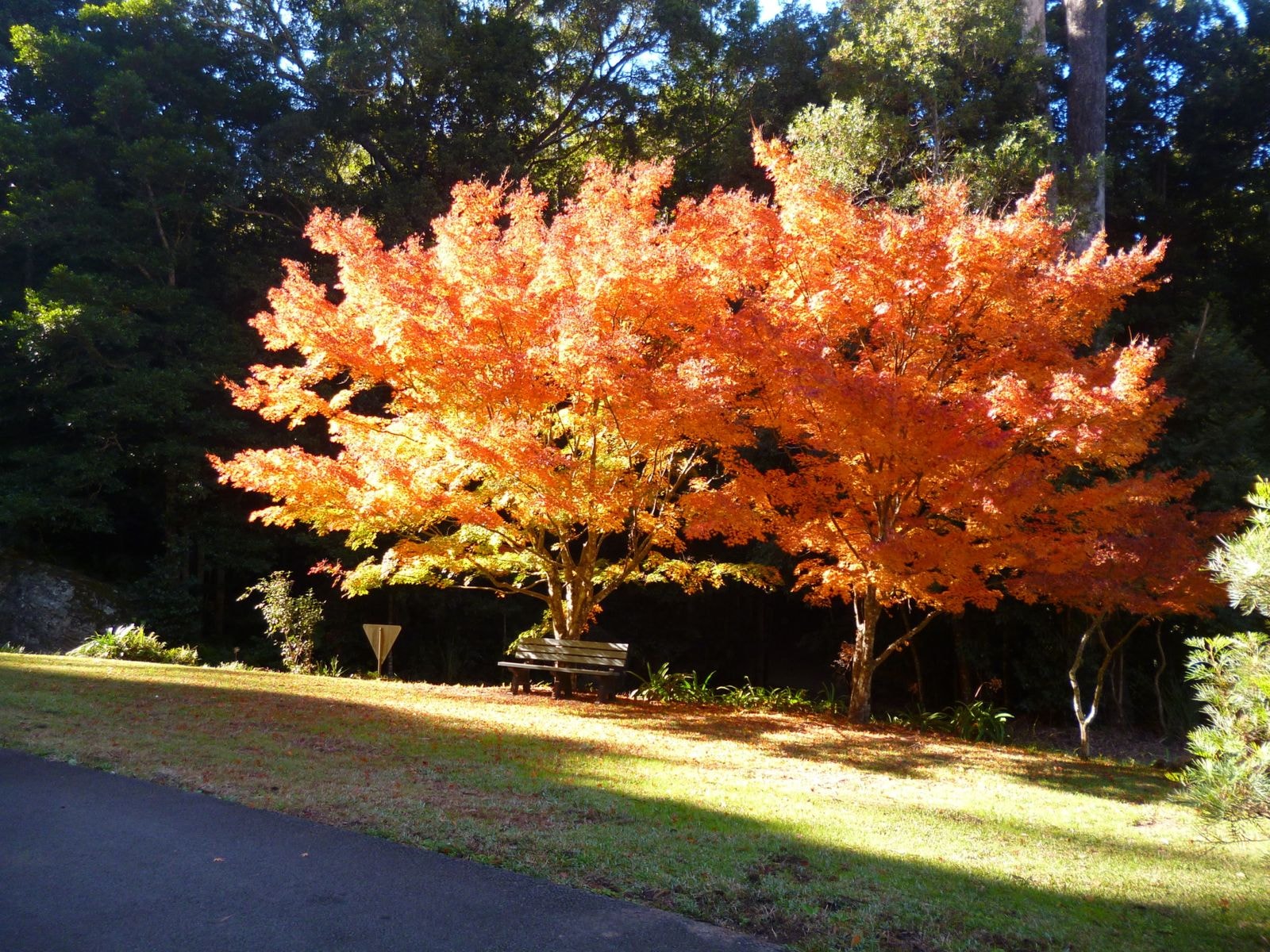 An autumn tree in full colour beside the driveway