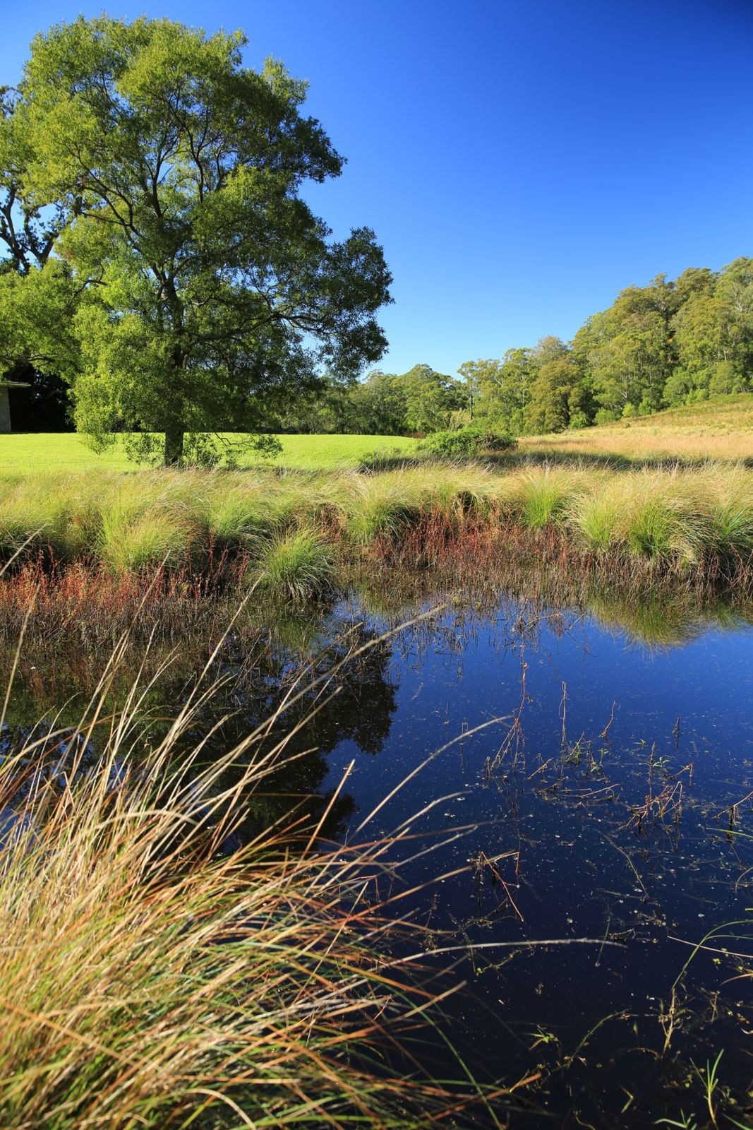 A still billabong edged with reeds and native grasses
