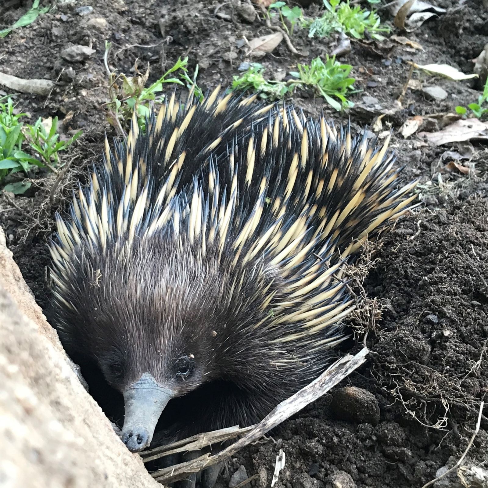 A short-beaked echidna foraging in the leaf litter