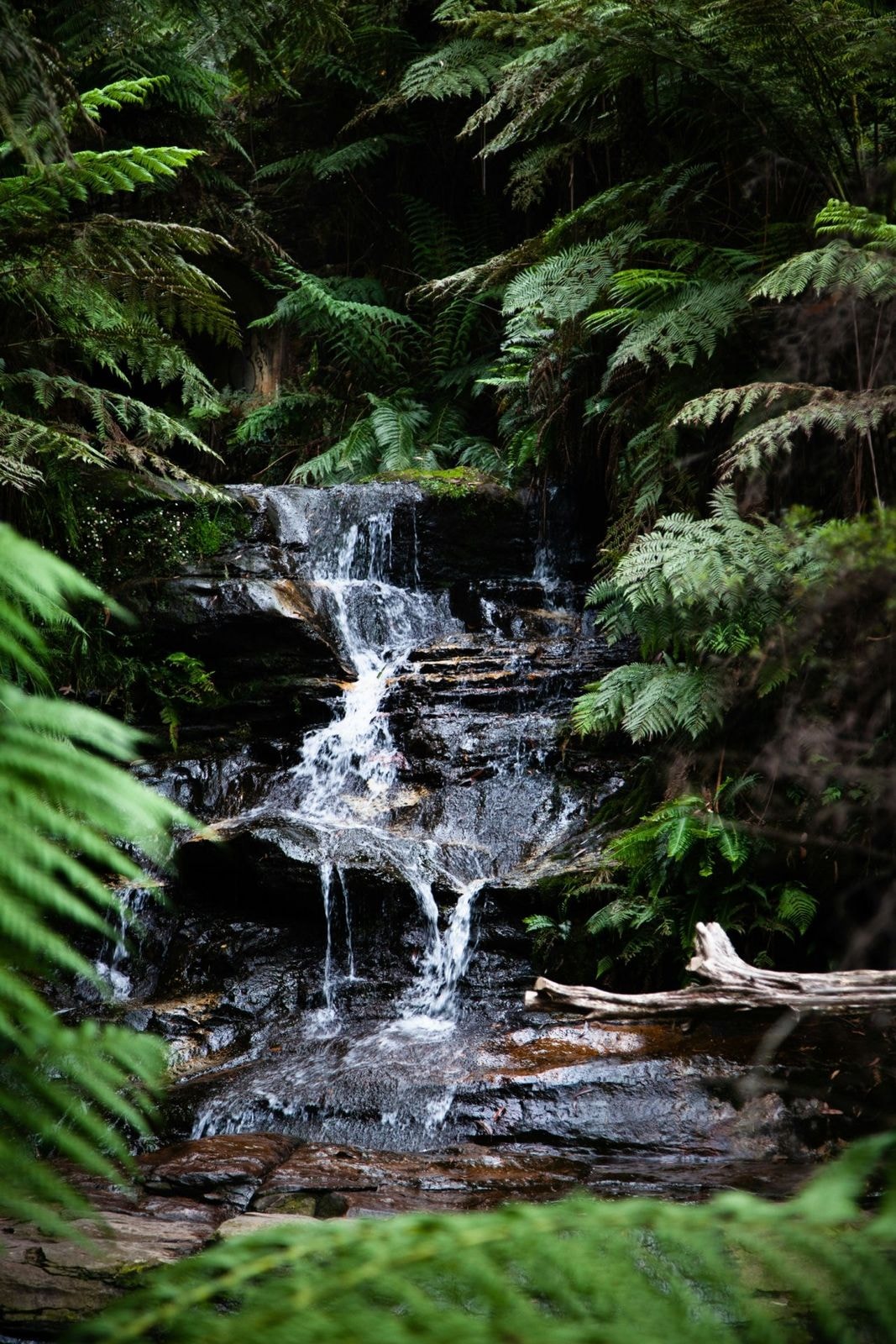 A cascade surrounded by tree ferns