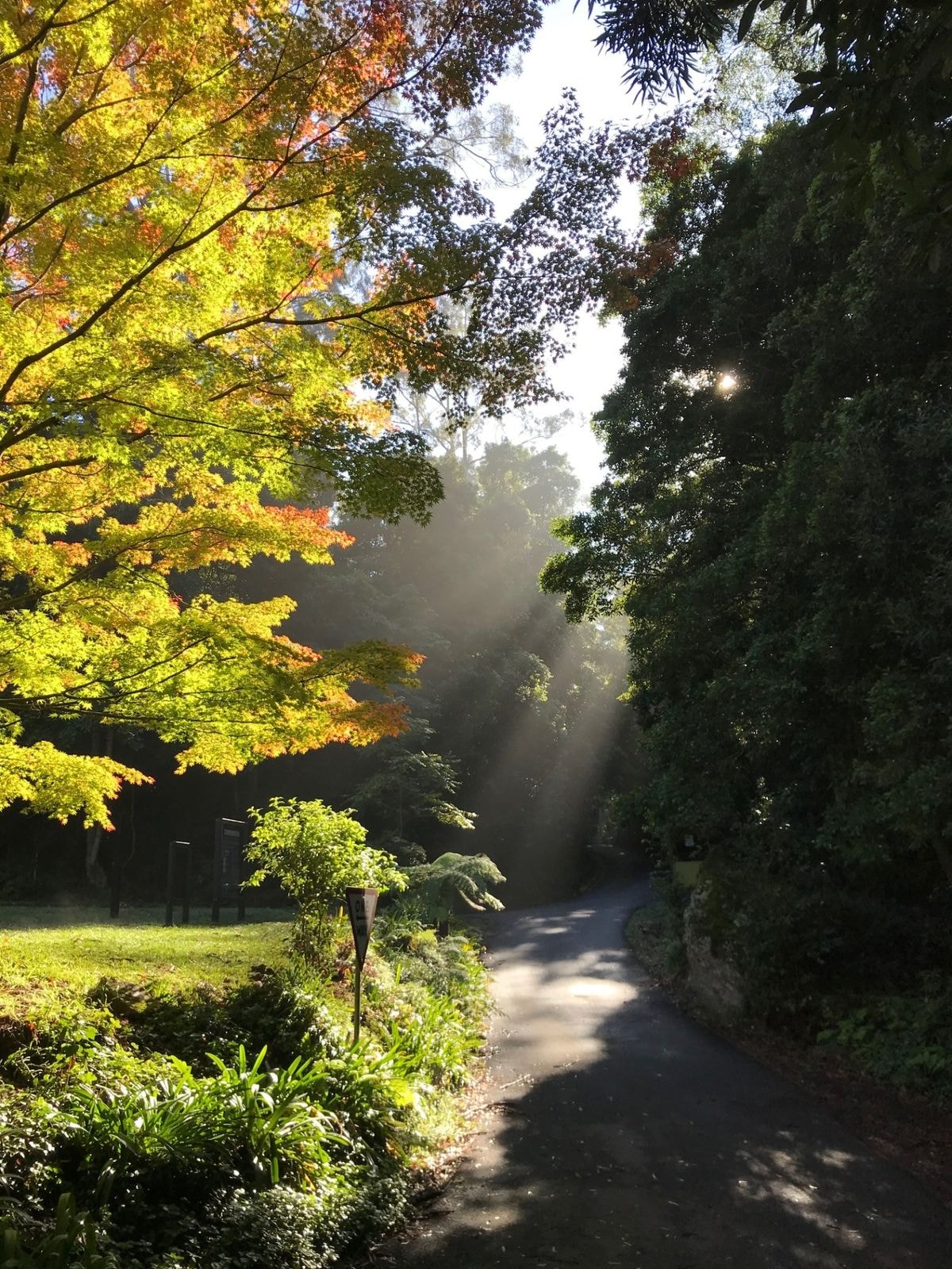 Sunlight through tall gums along a quiet road on the grounds