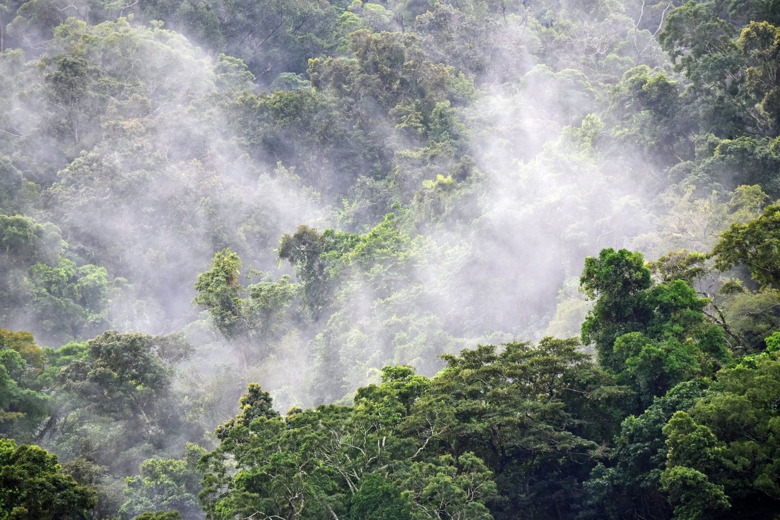 Morning mist drifting through the rainforest canopy