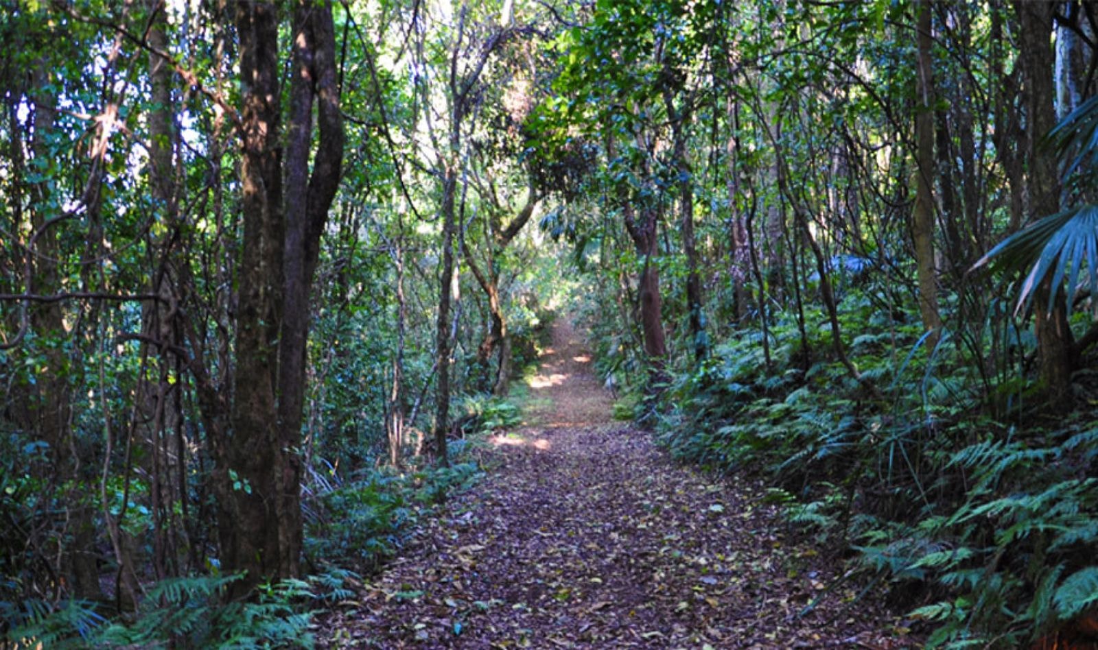 A leaf-covered walking track through the forest