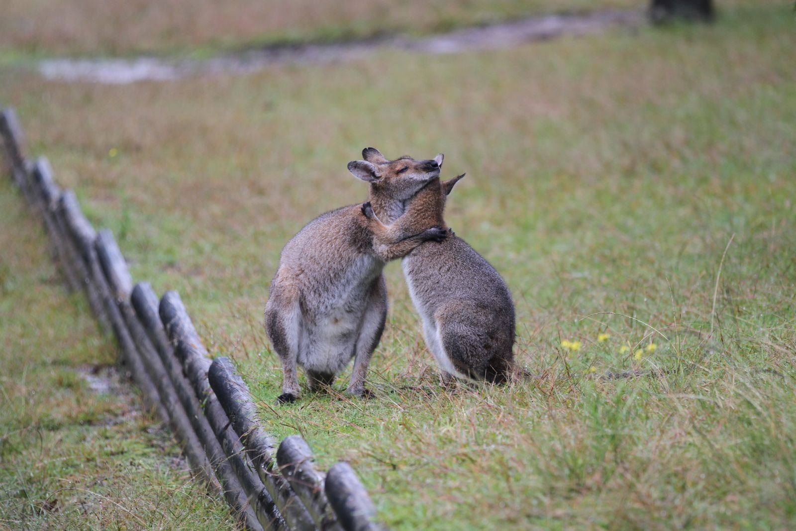 Two red-necked wallabies resting together on the grass