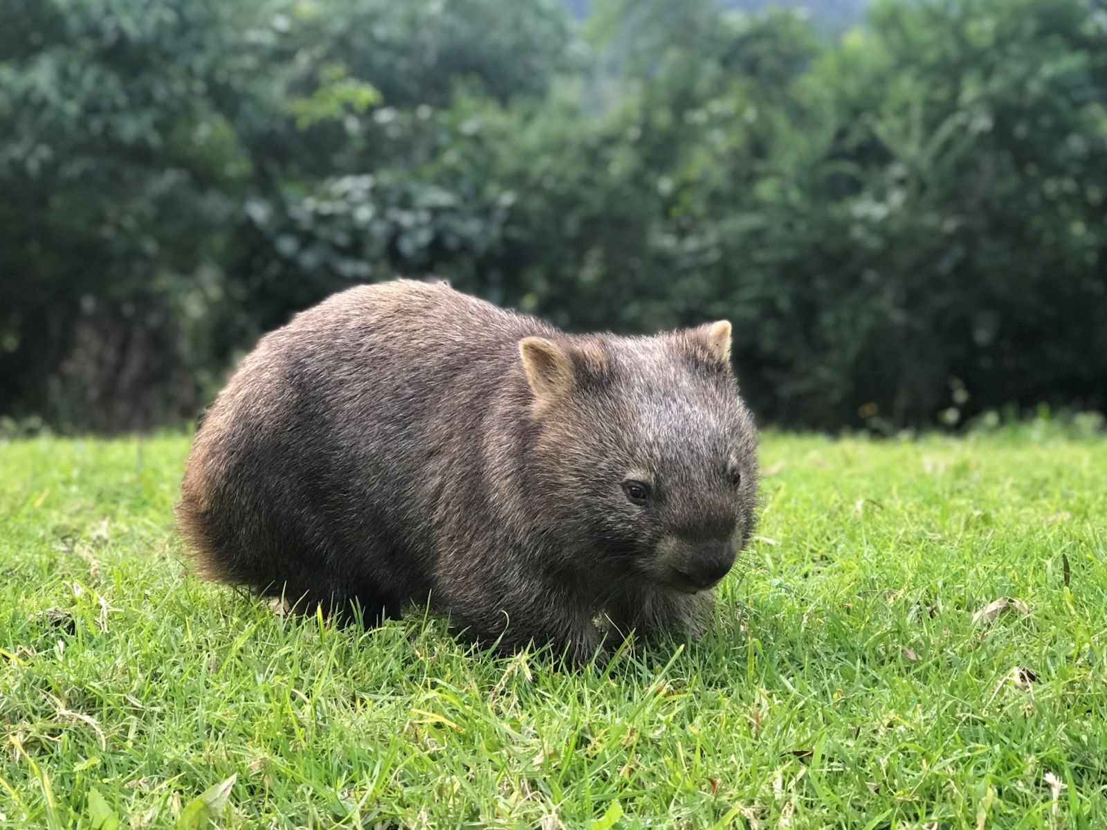 A wombat grazing on the lawn at dusk