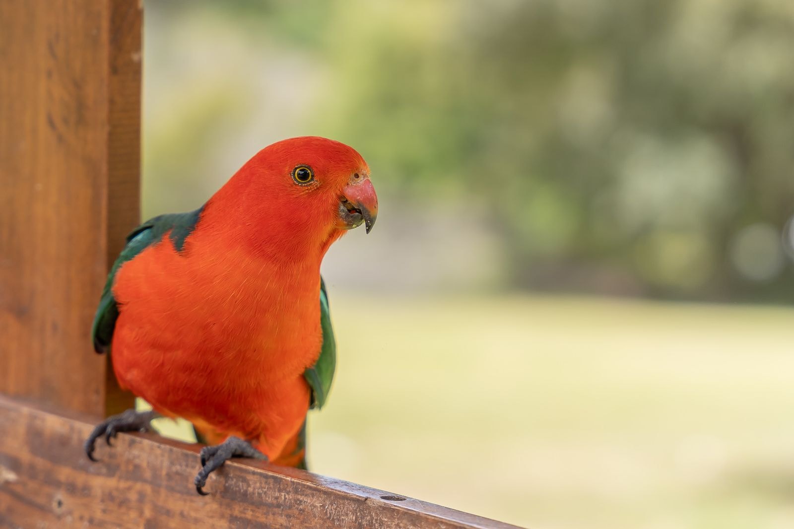 An Australian king parrot perched on a timber rail