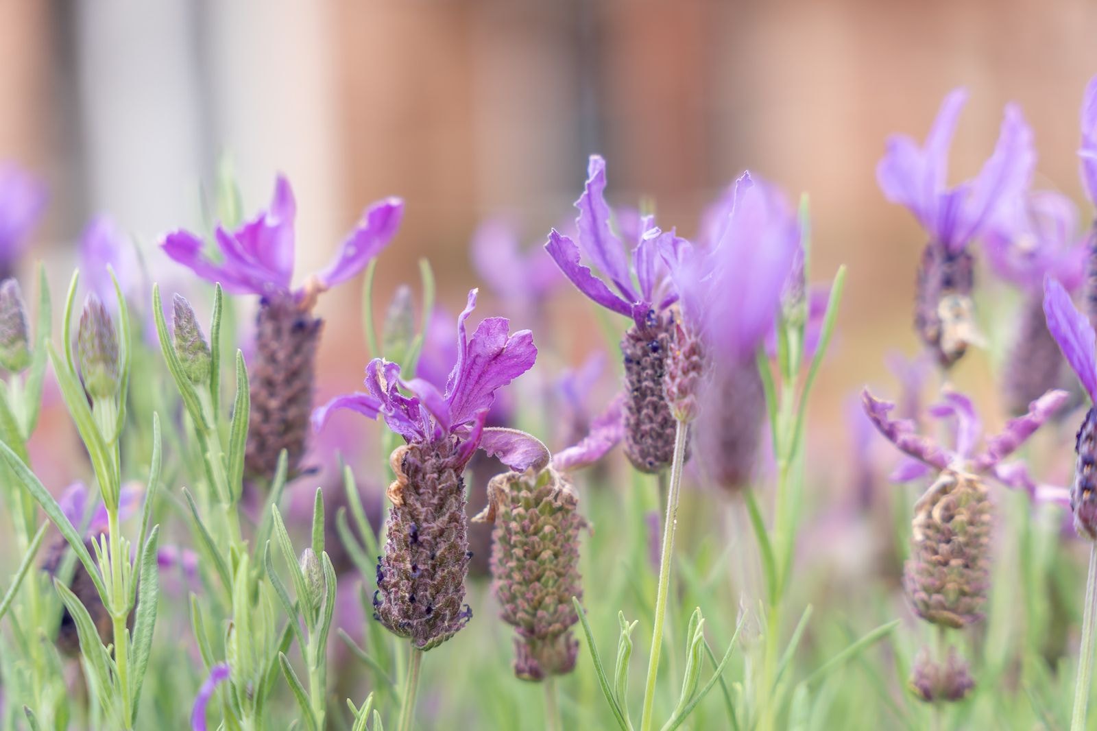 Lavender flowering in the retreat gardens